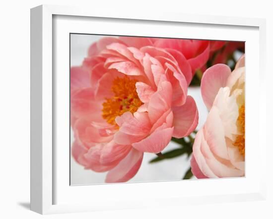 Delicate Blossom II-Nicole Katano-Framed Photo