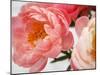 Delicate Blossom II-Nicole Katano-Mounted Photo