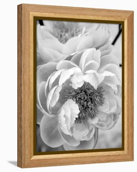 Delicate Blossom III-Nicole Katano-Framed Stretched Canvas