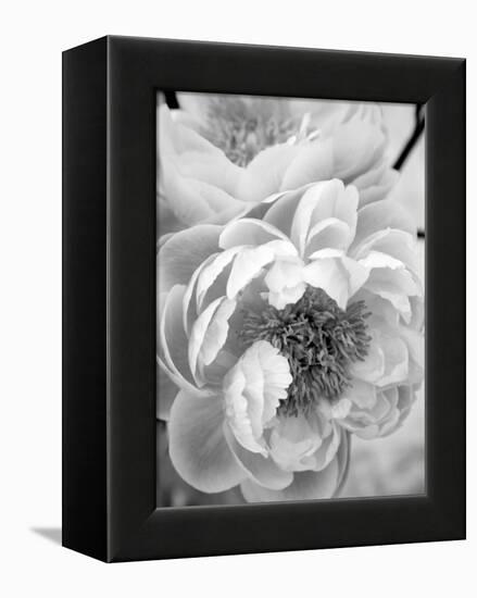 Delicate Blossom III-Nicole Katano-Framed Stretched Canvas