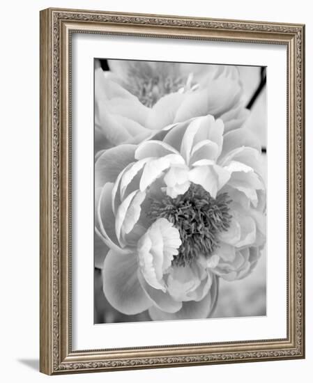 Delicate Blossom III-Nicole Katano-Framed Photo