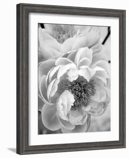 Delicate Blossom III-Nicole Katano-Framed Photo