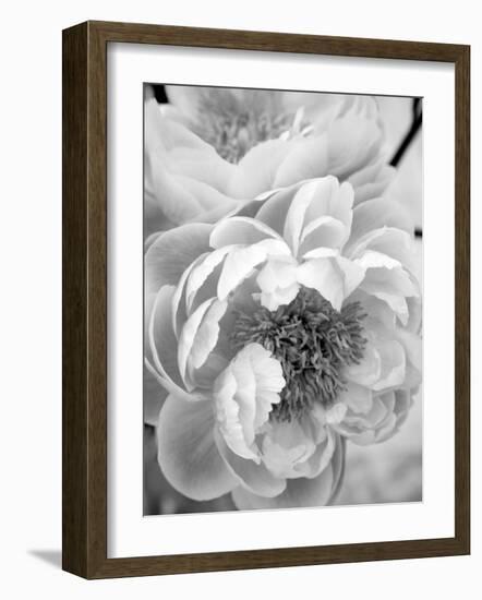 Delicate Blossom III-Nicole Katano-Framed Photo