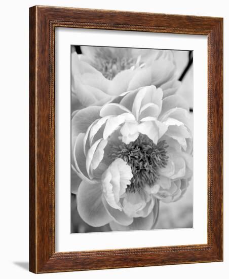 Delicate Blossom III-Nicole Katano-Framed Photo