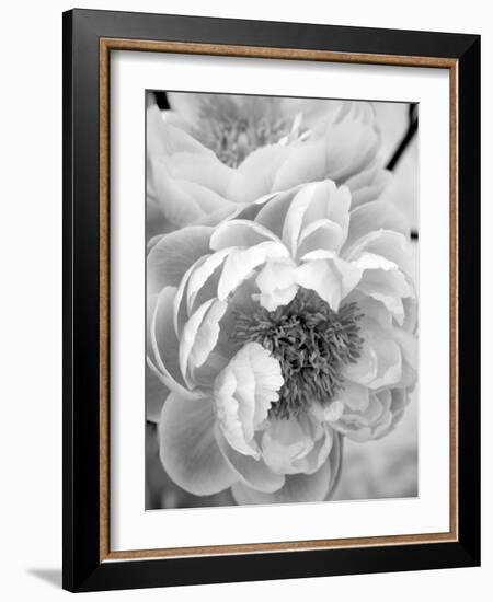 Delicate Blossom III-Nicole Katano-Framed Photo