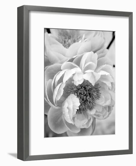 Delicate Blossom III-Nicole Katano-Framed Photo