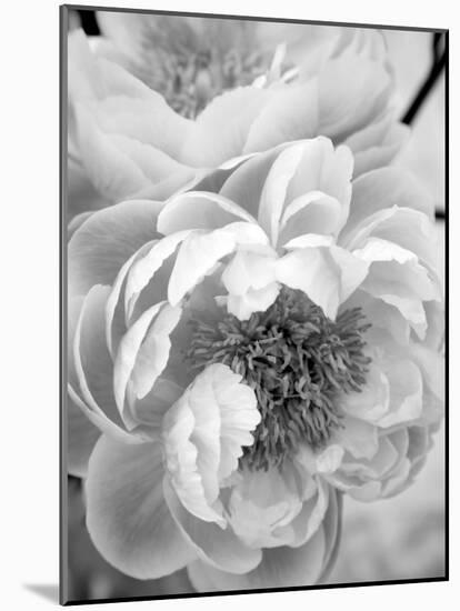 Delicate Blossom III-Nicole Katano-Mounted Photo