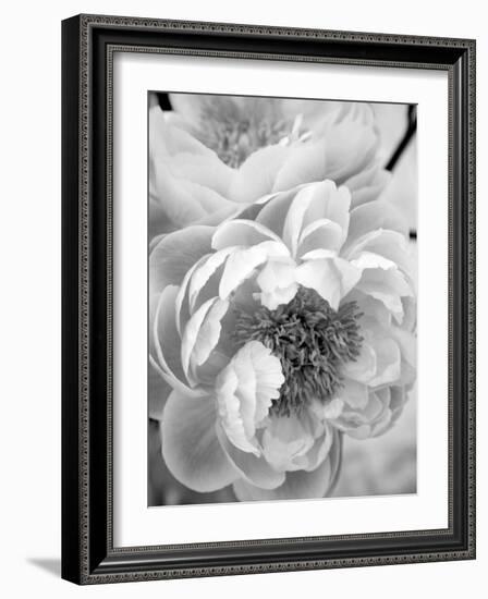 Delicate Blossom III-Nicole Katano-Framed Photo