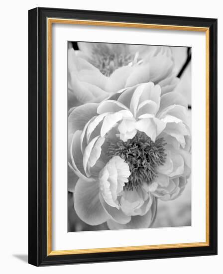 Delicate Blossom III-Nicole Katano-Framed Photo