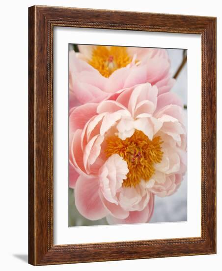 Delicate Blossom III-Nicole Katano-Framed Photo