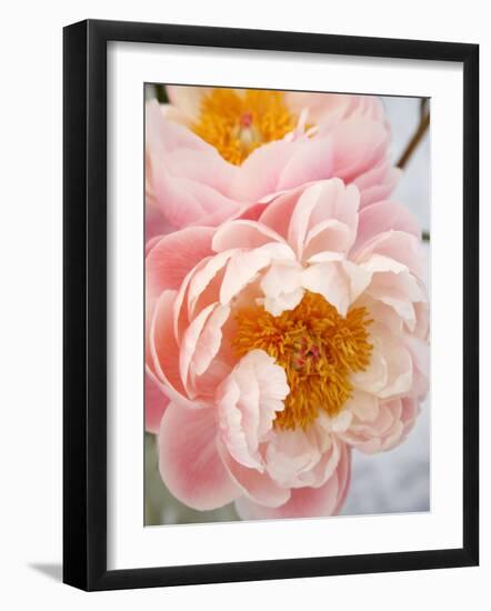 Delicate Blossom III-Nicole Katano-Framed Photo