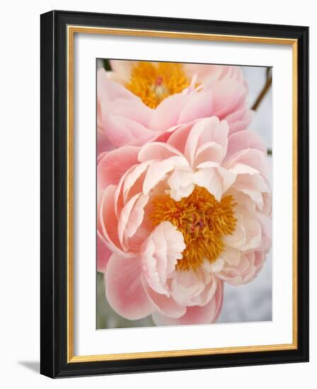 Delicate Blossom III-Nicole Katano-Framed Photo