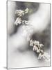 Delicate Blossom-Mikael Svensson-Mounted Giclee Print