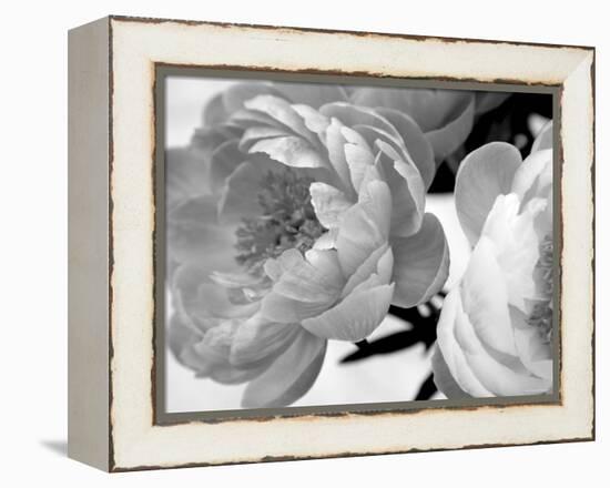 Delicate Blossom-Nicole Katano-Framed Stretched Canvas