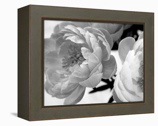 Delicate Blossom-Nicole Katano-Framed Stretched Canvas