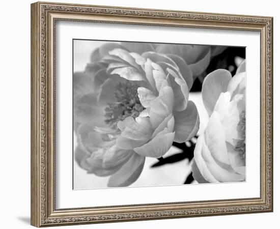 Delicate Blossom-Nicole Katano-Framed Photo