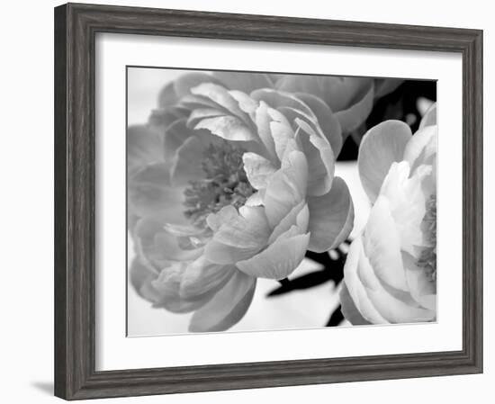 Delicate Blossom-Nicole Katano-Framed Photo