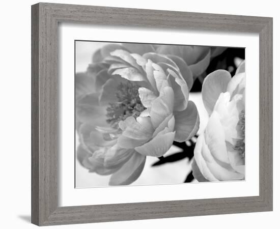 Delicate Blossom-Nicole Katano-Framed Photo