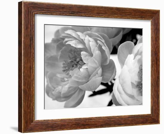 Delicate Blossom-Nicole Katano-Framed Photo