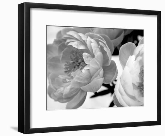 Delicate Blossom-Nicole Katano-Framed Photo