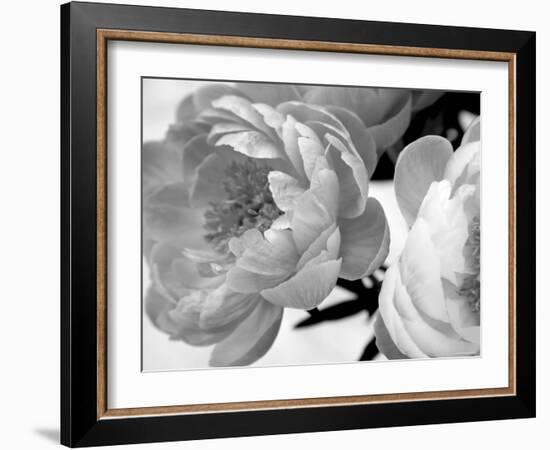 Delicate Blossom-Nicole Katano-Framed Photo