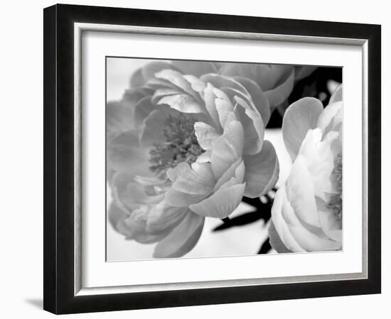 Delicate Blossom-Nicole Katano-Framed Photo