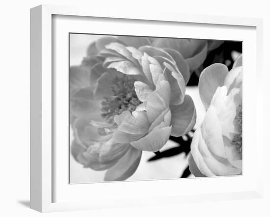 Delicate Blossom-Nicole Katano-Framed Photo