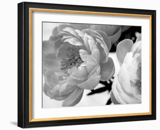 Delicate Blossom-Nicole Katano-Framed Photo