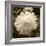 Delicate Blossom-Herb Dickinson-Framed Photographic Print