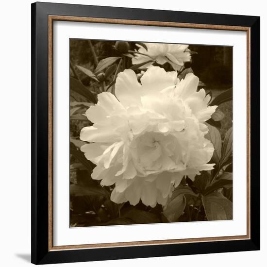 Delicate Blossom-Herb Dickinson-Framed Photographic Print