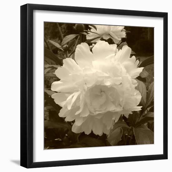 Delicate Blossom-Herb Dickinson-Framed Photographic Print