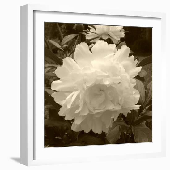 Delicate Blossom-Herb Dickinson-Framed Photographic Print