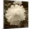 Delicate Blossom-Herb Dickinson-Mounted Photographic Print