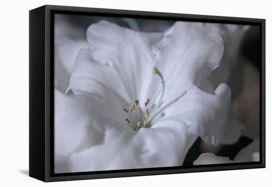 Delicate Blossoms I-Rita Crane-Framed Stretched Canvas