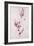 Delicate Blossoms I-Rikki Drotar-Framed Giclee Print