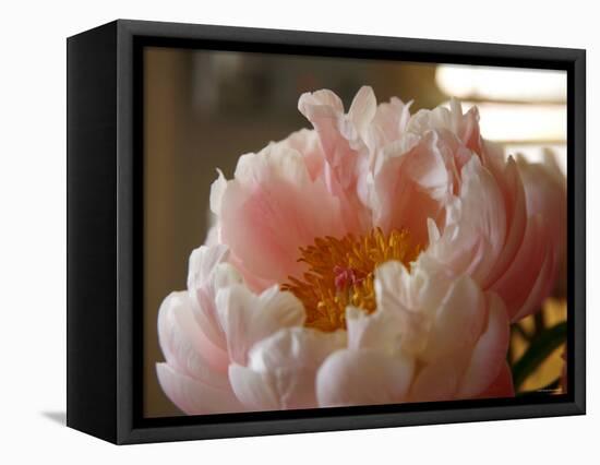 Delicate Blossoms IV-Nicole Katano-Framed Stretched Canvas