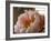 Delicate Blossoms IV-Nicole Katano-Framed Photo