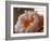 Delicate Blossoms IV-Nicole Katano-Framed Photo