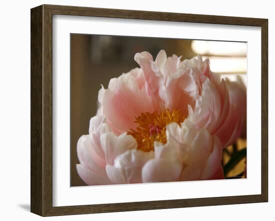 Delicate Blossoms IV-Nicole Katano-Framed Photo