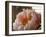 Delicate Blossoms IV-Nicole Katano-Framed Photo