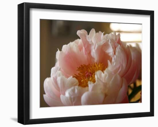 Delicate Blossoms IV-Nicole Katano-Framed Photo