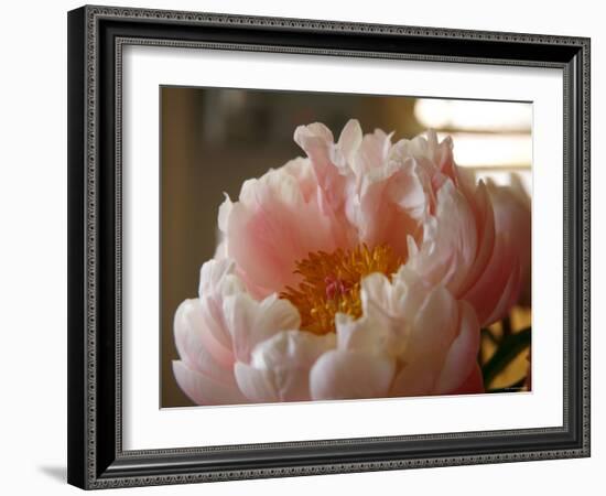 Delicate Blossoms IV-Nicole Katano-Framed Photo