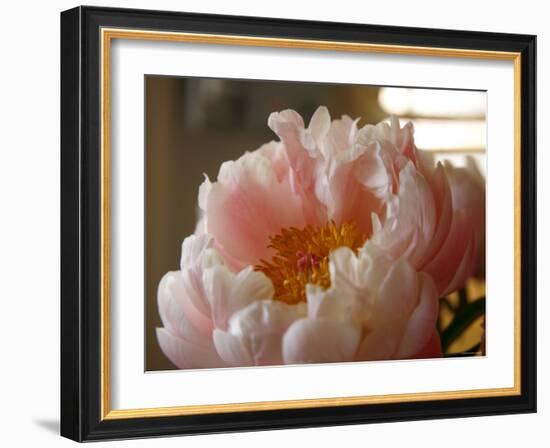 Delicate Blossoms IV-Nicole Katano-Framed Photo