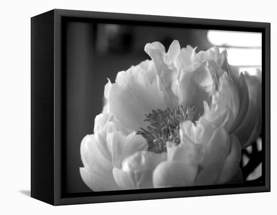 Delicate Blossoms IV-Nicole Katano-Framed Stretched Canvas