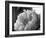 Delicate Blossoms IV-Nicole Katano-Framed Photo