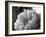 Delicate Blossoms IV-Nicole Katano-Framed Photo