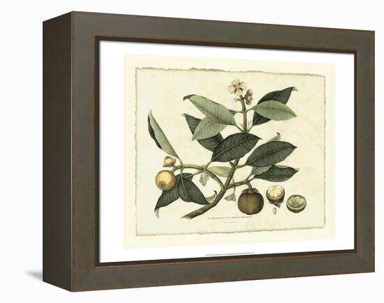 Delicate Botanical I-Samuel Curtis-Framed Stretched Canvas