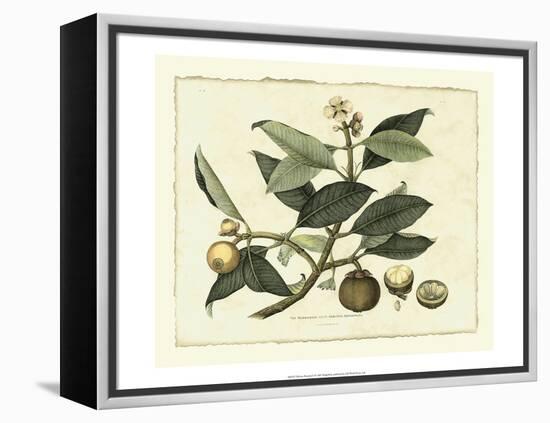Delicate Botanical I-Samuel Curtis-Framed Stretched Canvas