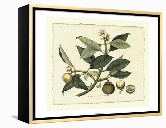 Delicate Botanical I-Samuel Curtis-Framed Stretched Canvas