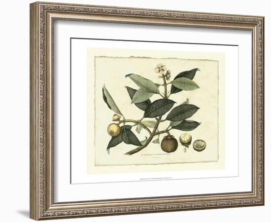 Delicate Botanical I-Samuel Curtis-Framed Premium Giclee Print